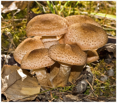 Гриб - опенок